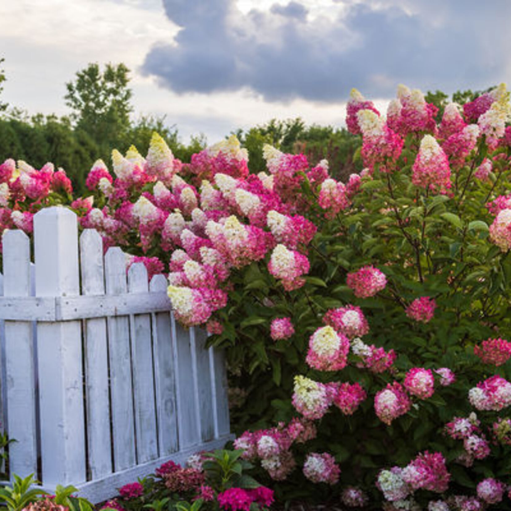 Hydrangea Berry White 2Gal