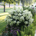 Hydrangea Bobo PW