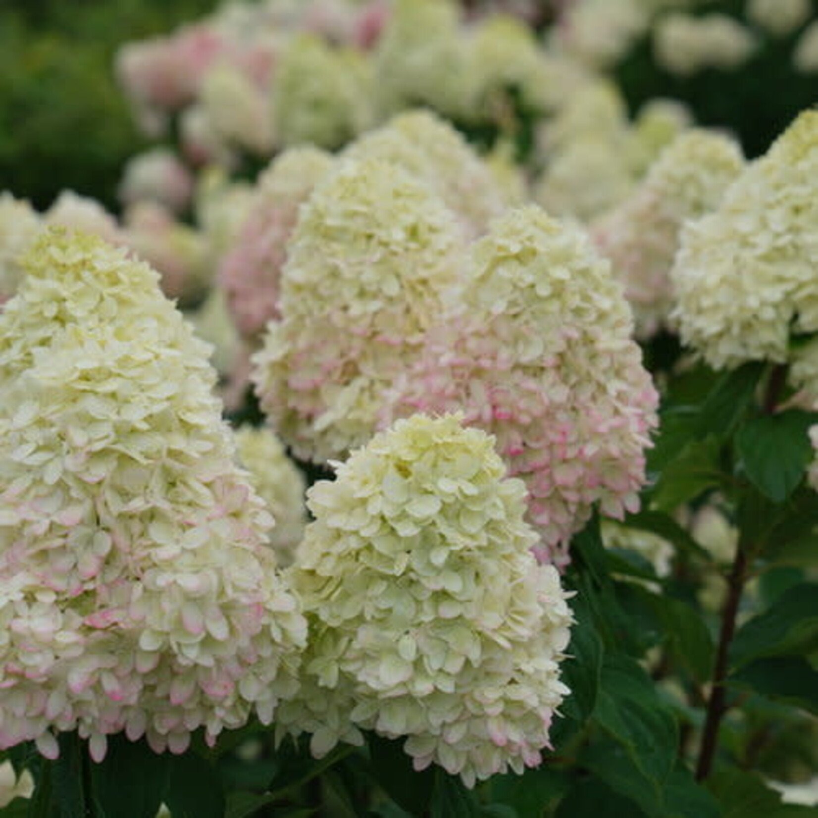 Hydrangea Limelight Prime PW
