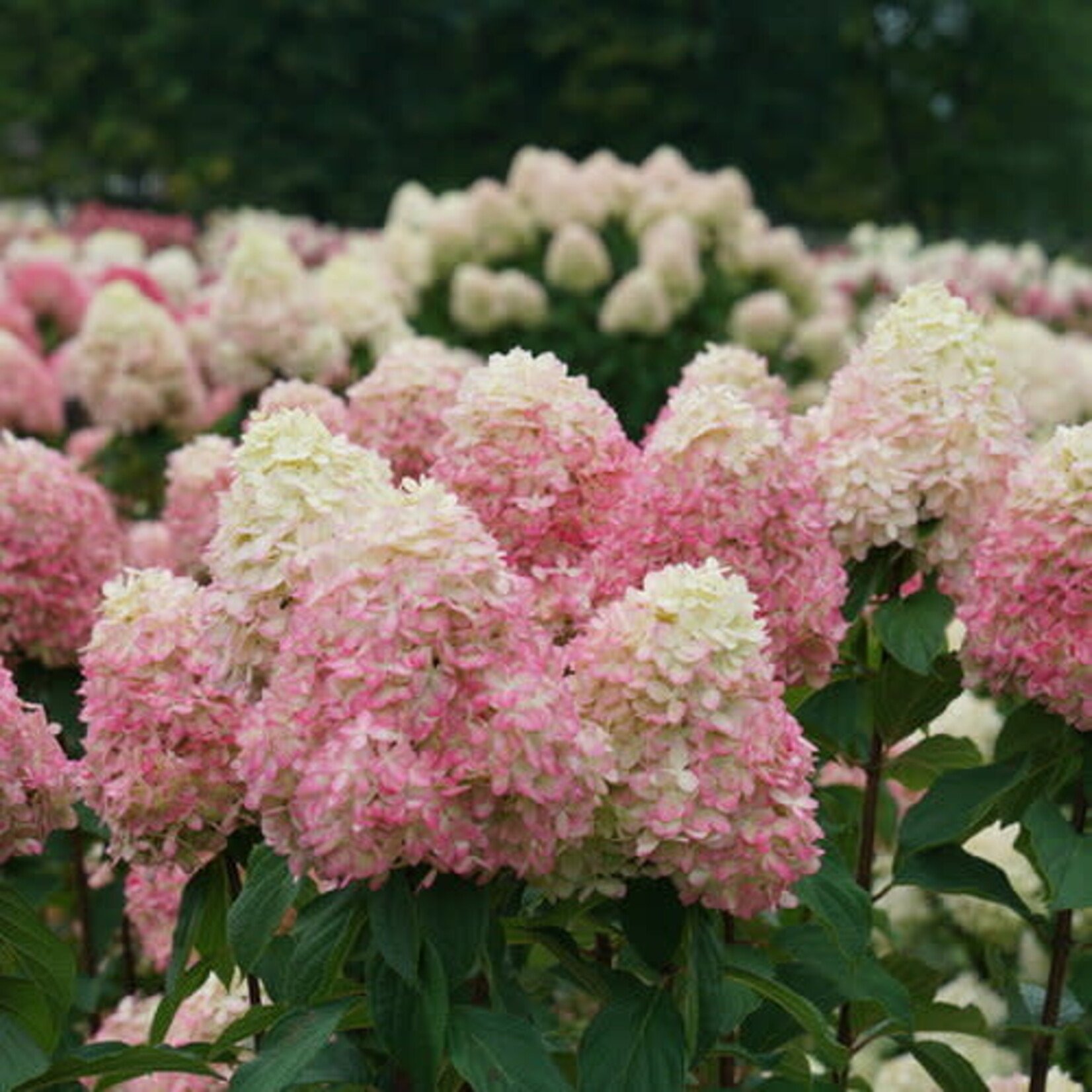 Hydrangea Limelight Prime PW