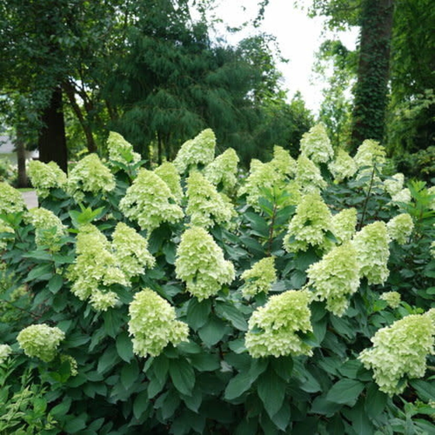 Hydrangea Limelight Prime PW