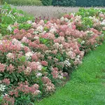 Hydrangea Little Quick Fire