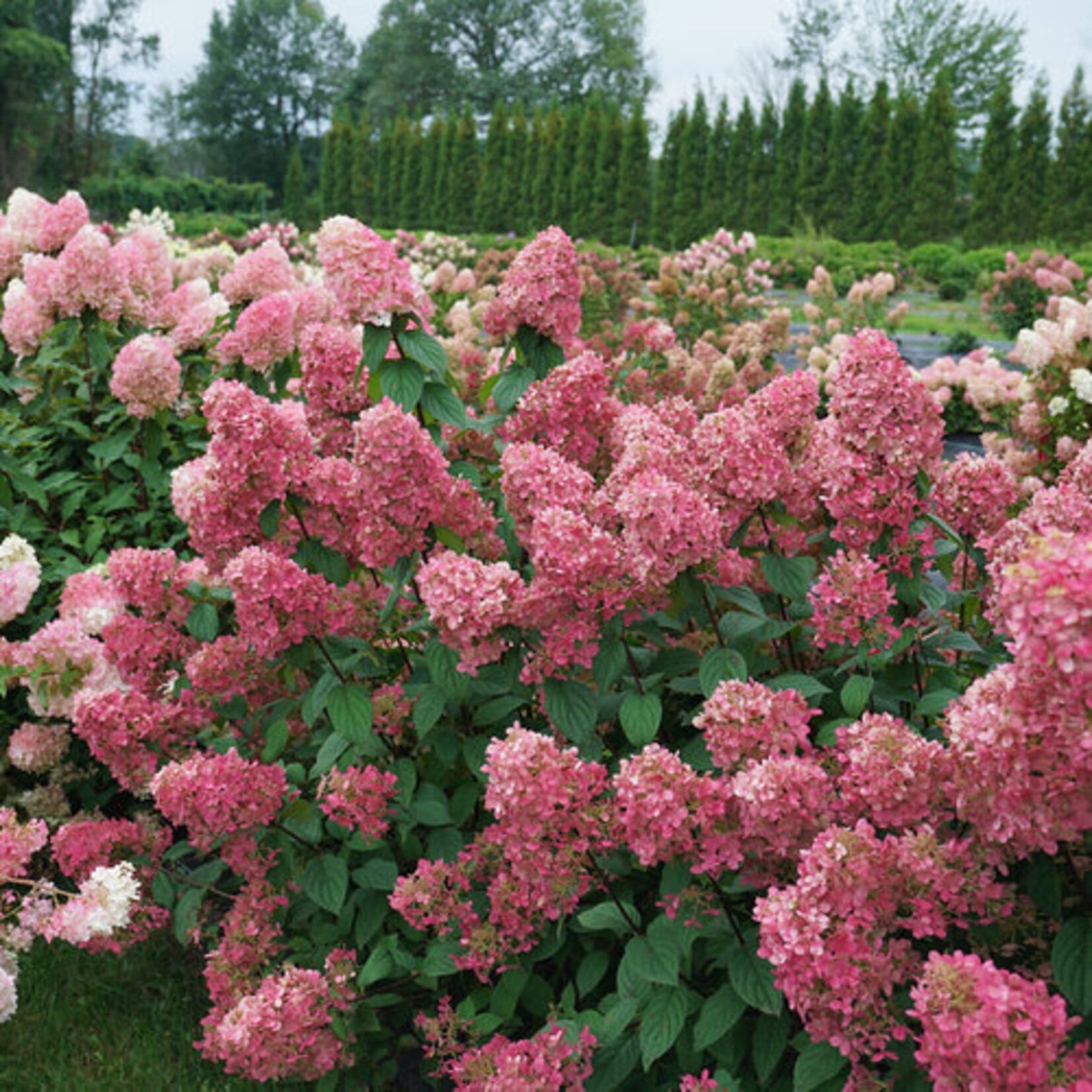 Hydrangea Fire Light PW 2 Gal