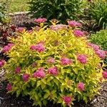 Spirea Double Play Gold PW