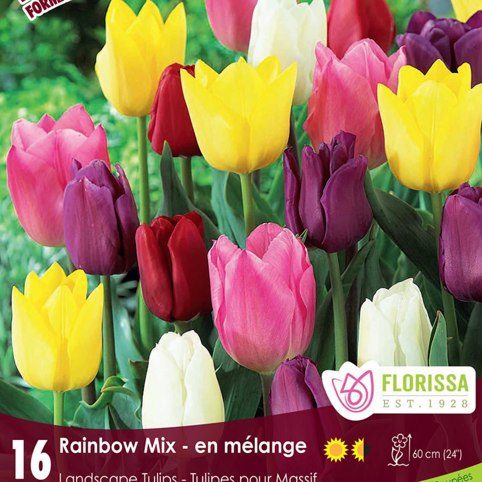 Tulip Rainbow Mix 16 per package