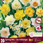 Daffodil Spring Mix 20 per package