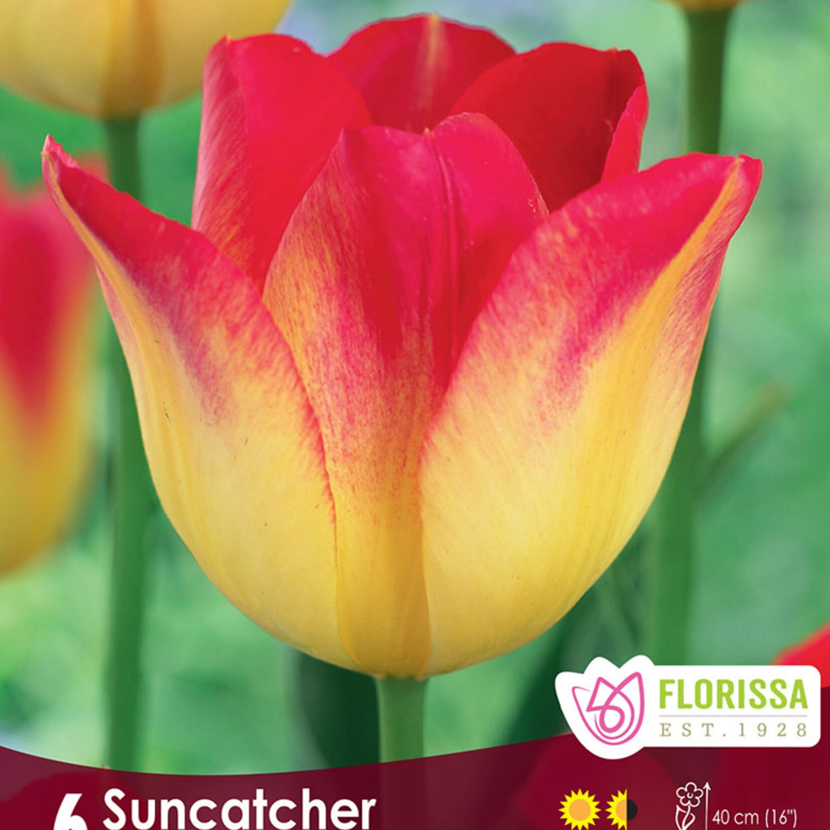 Tulip Suncatcher 6 per package