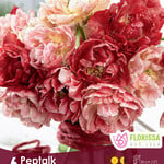 Tulip Pep Talk 6 per package