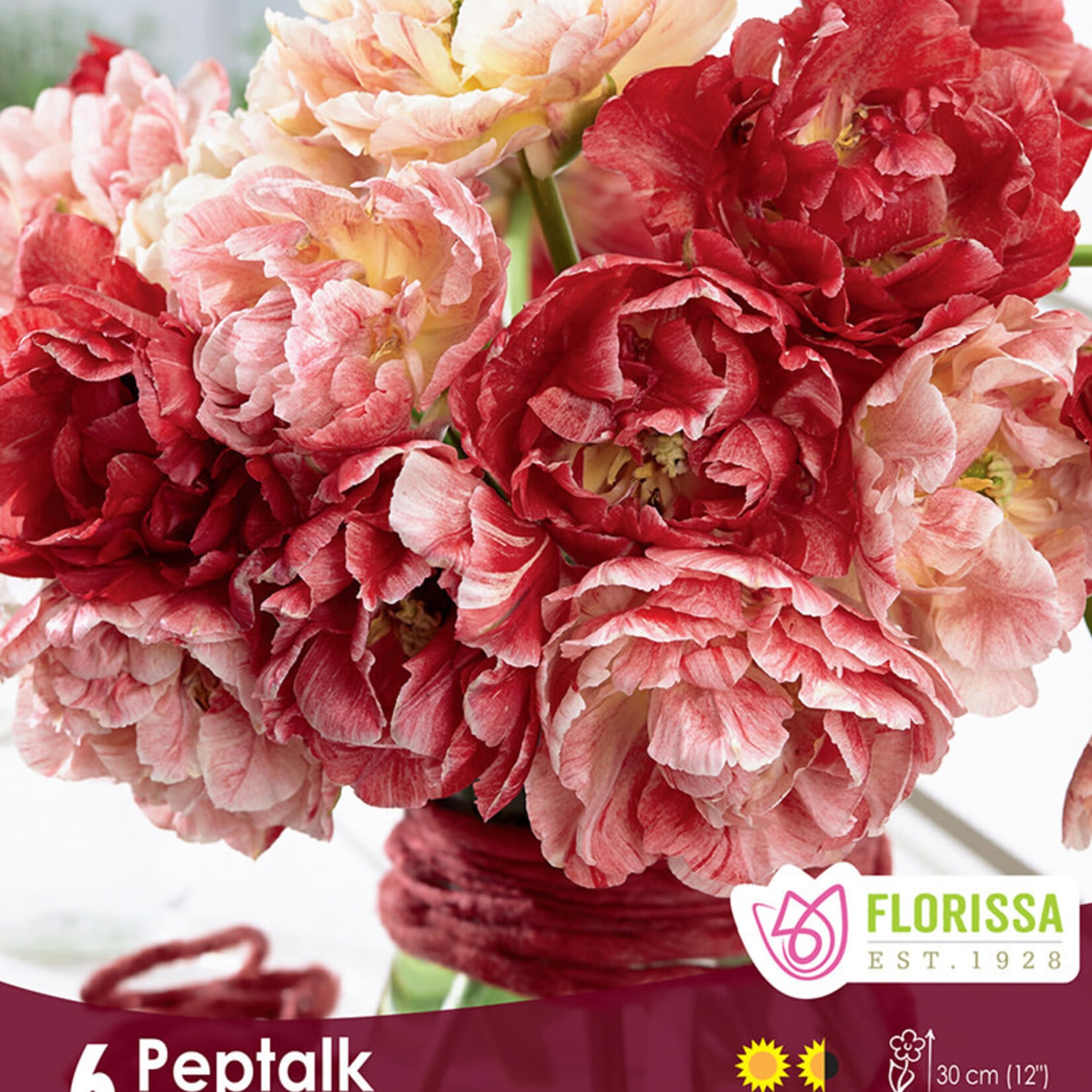 Tulip Pep Talk 6 per package