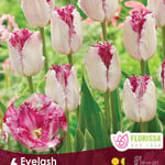 Tulip Eyelash 6 per package