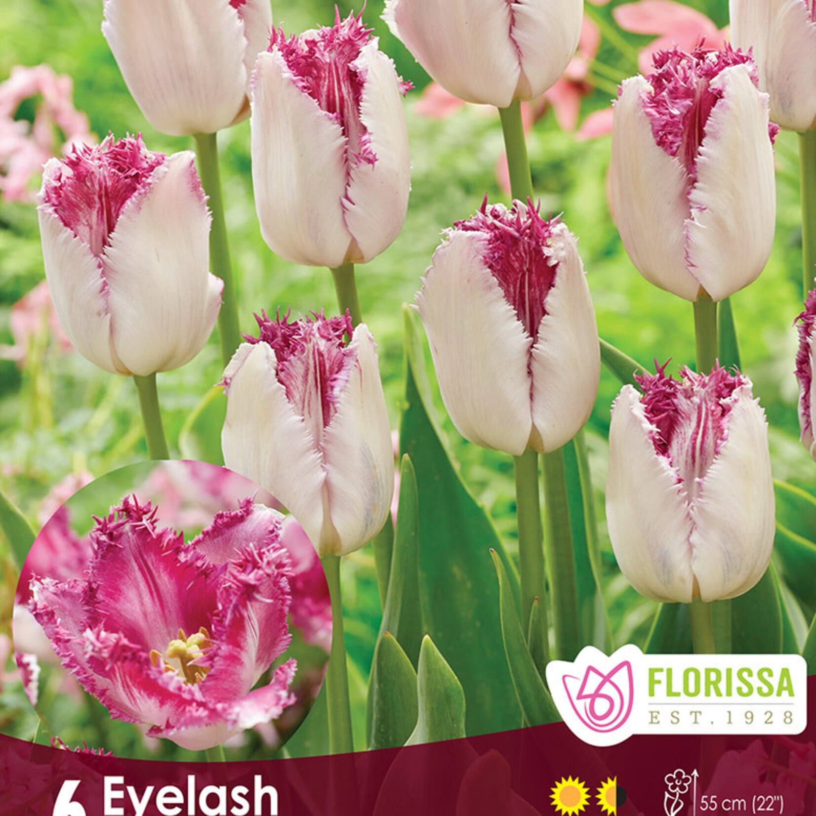 Tulip Eyelash 6 per package