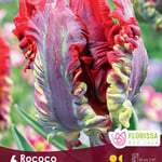Tulip Rococo 6 per package
