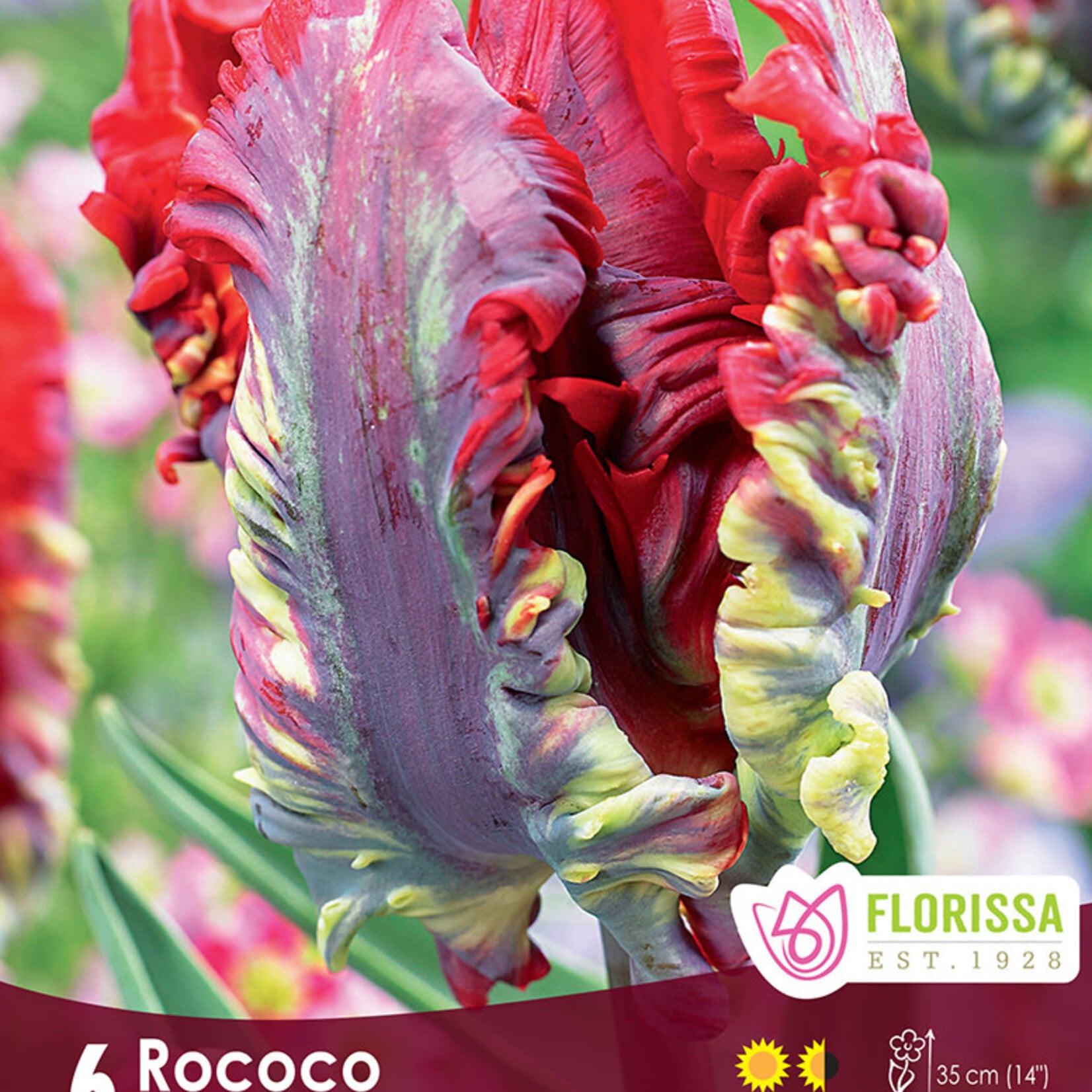 Tulip Rococo 6 per package