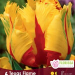 Tulip Texas Flame 6 per package