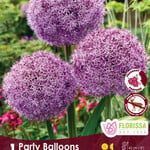 Allium Party Ballons 1 per package