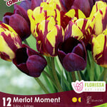 Colorful Companion Merlot Moment