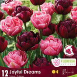 Colorful Companion Joyful Dreams
