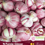 Garlic Hard Neck Purple Glazer 3 per package
