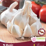Garlic Hard Neck Music 3 per package