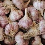 Garlic Hard Neck Red Russian per bulb