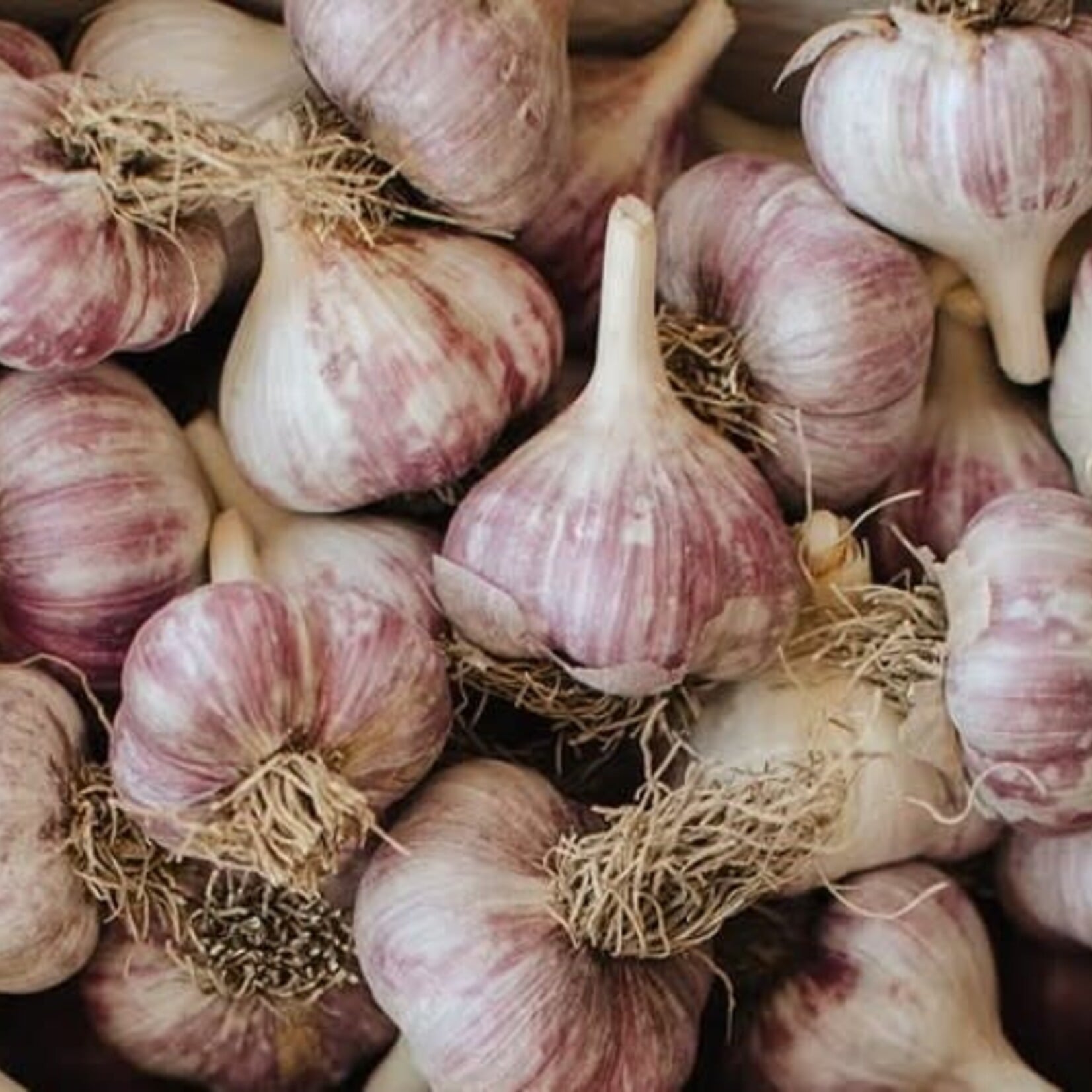 Garlic Hard Neck Red Russian per bulb