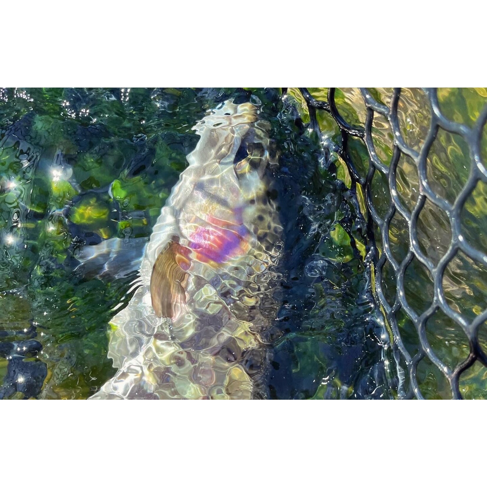 Half Day Wade Fly Fishing (4 Hours)
