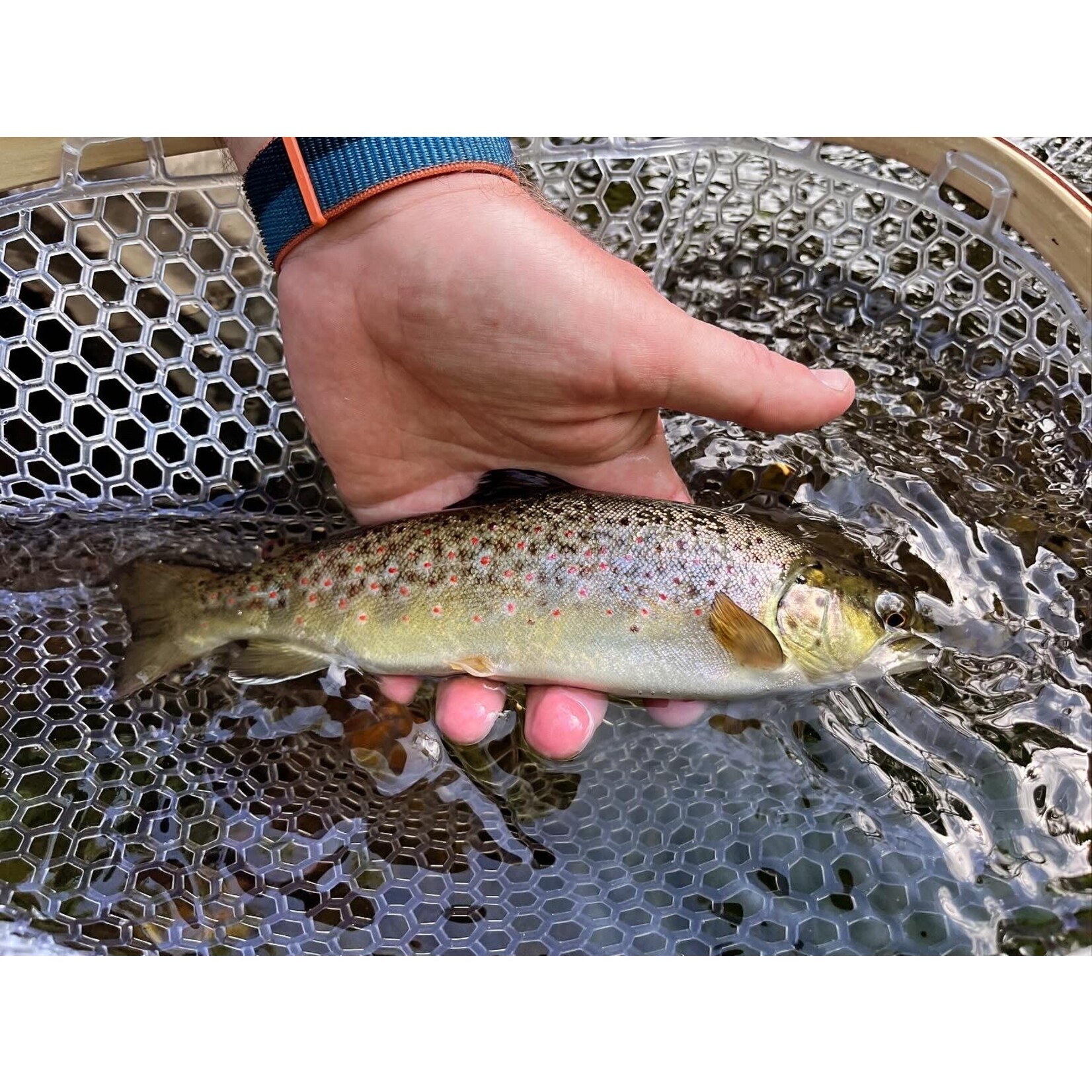 Half Day Wade Fly Fishing (4 Hours)