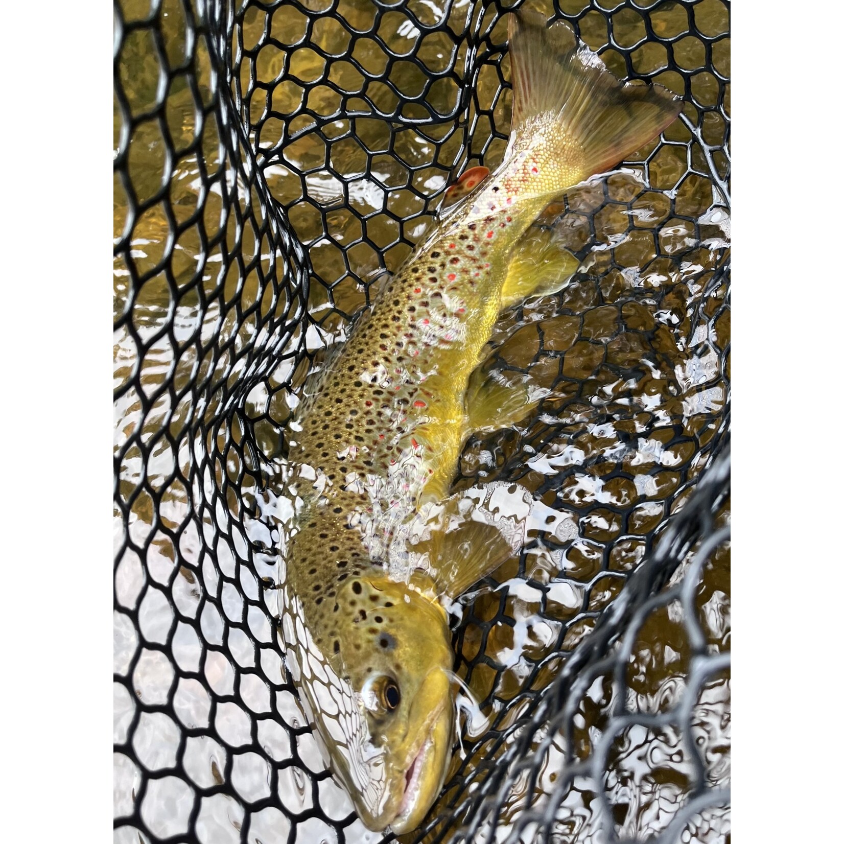 Half Day Wade Fly Fishing (4 Hours)