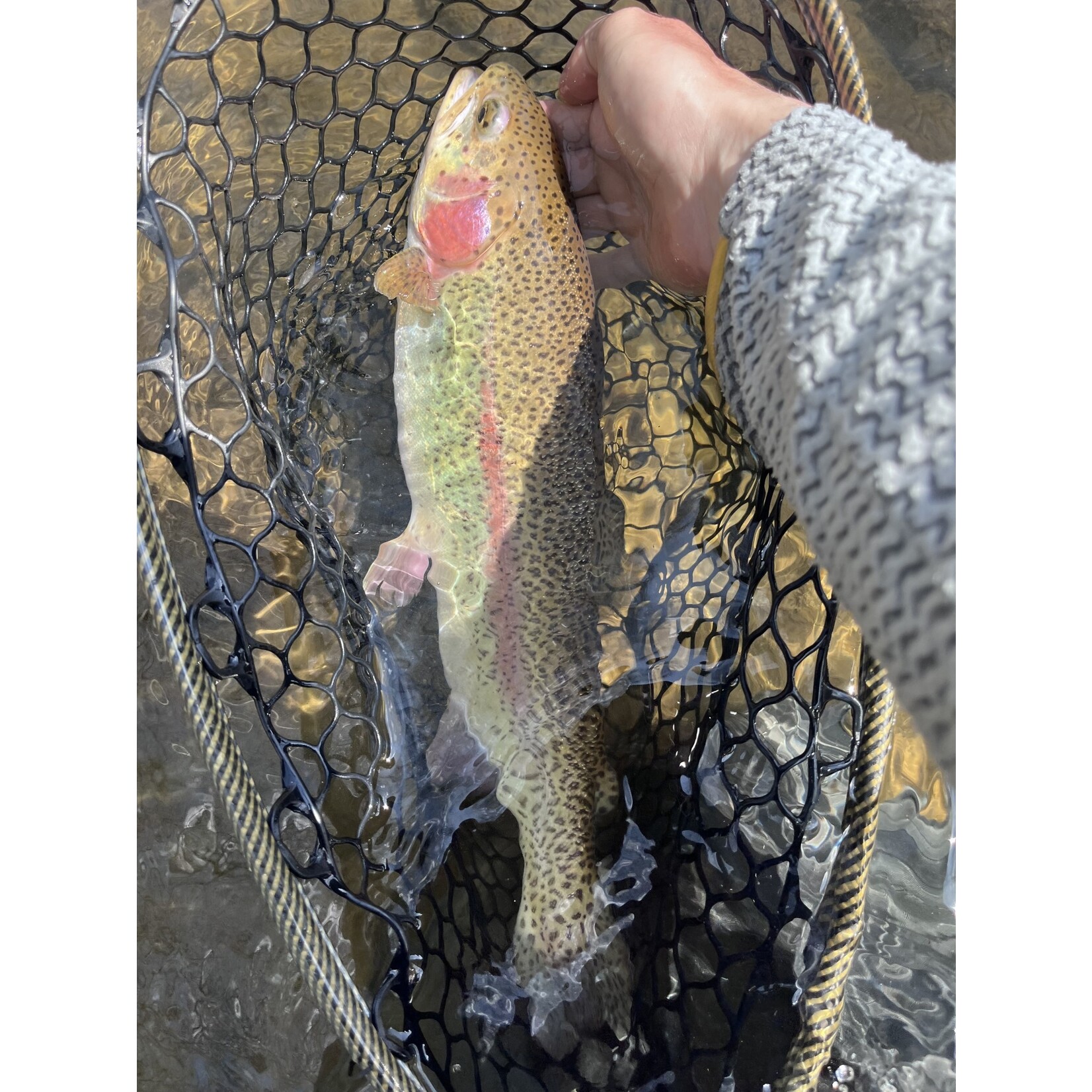 Half Day Wade Fly Fishing (4 Hours)
