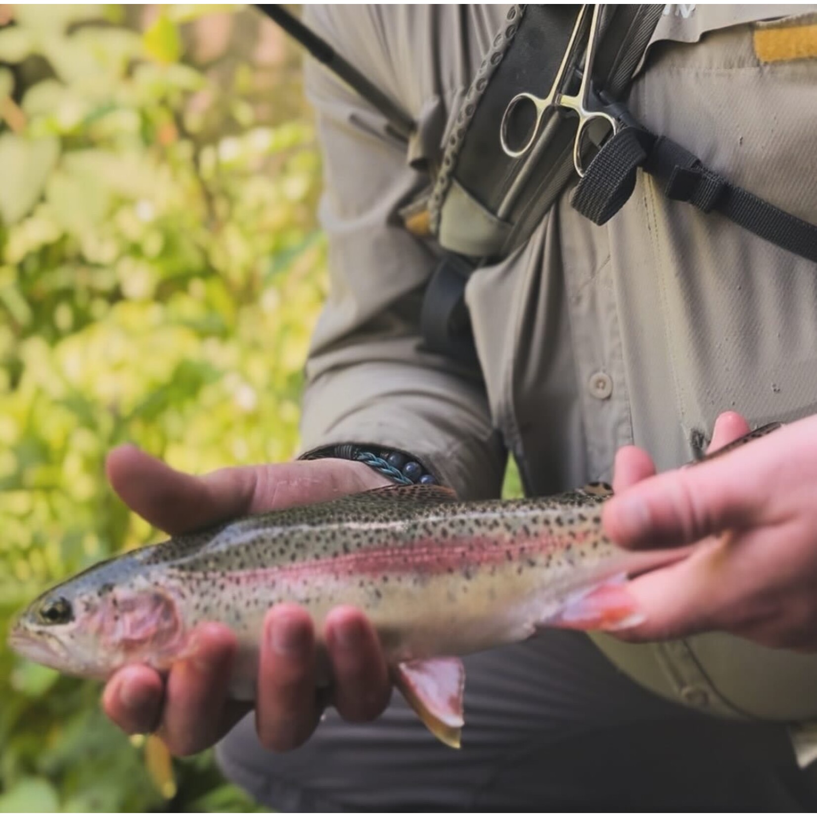 Full Day Wade Fly Fishing (8 Hours)