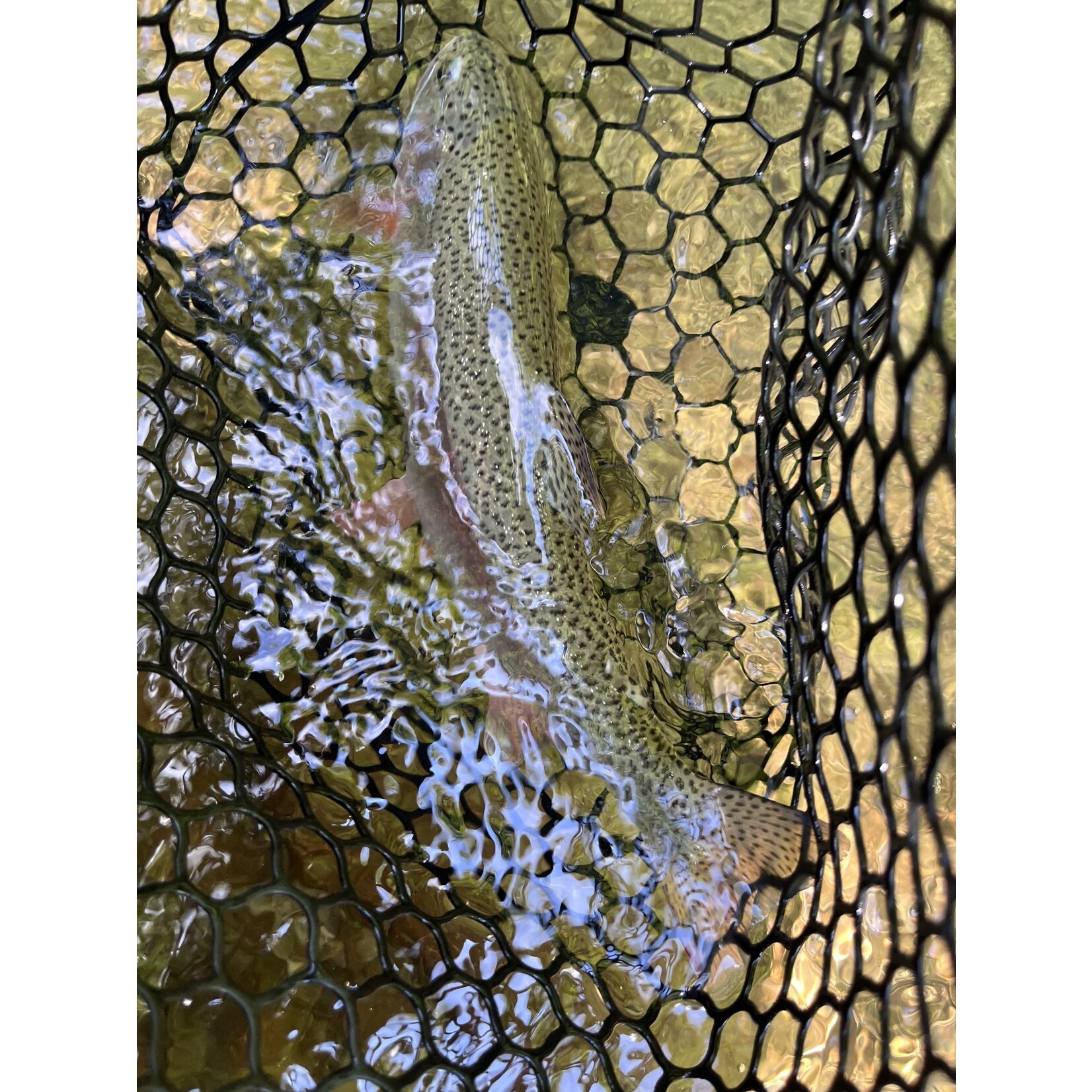 Full Day Wade Fly Fishing (8 Hours)