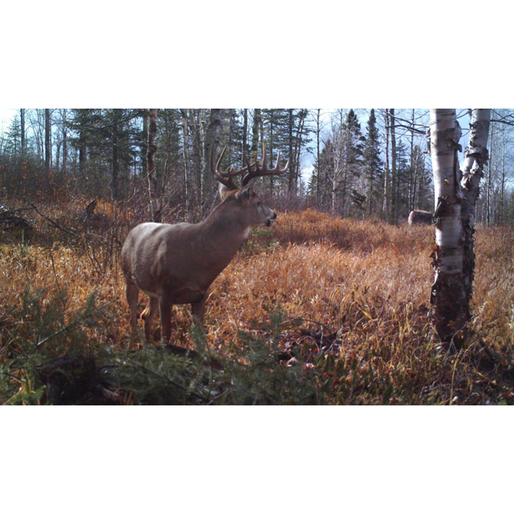 Learn to Deer Hunt 101