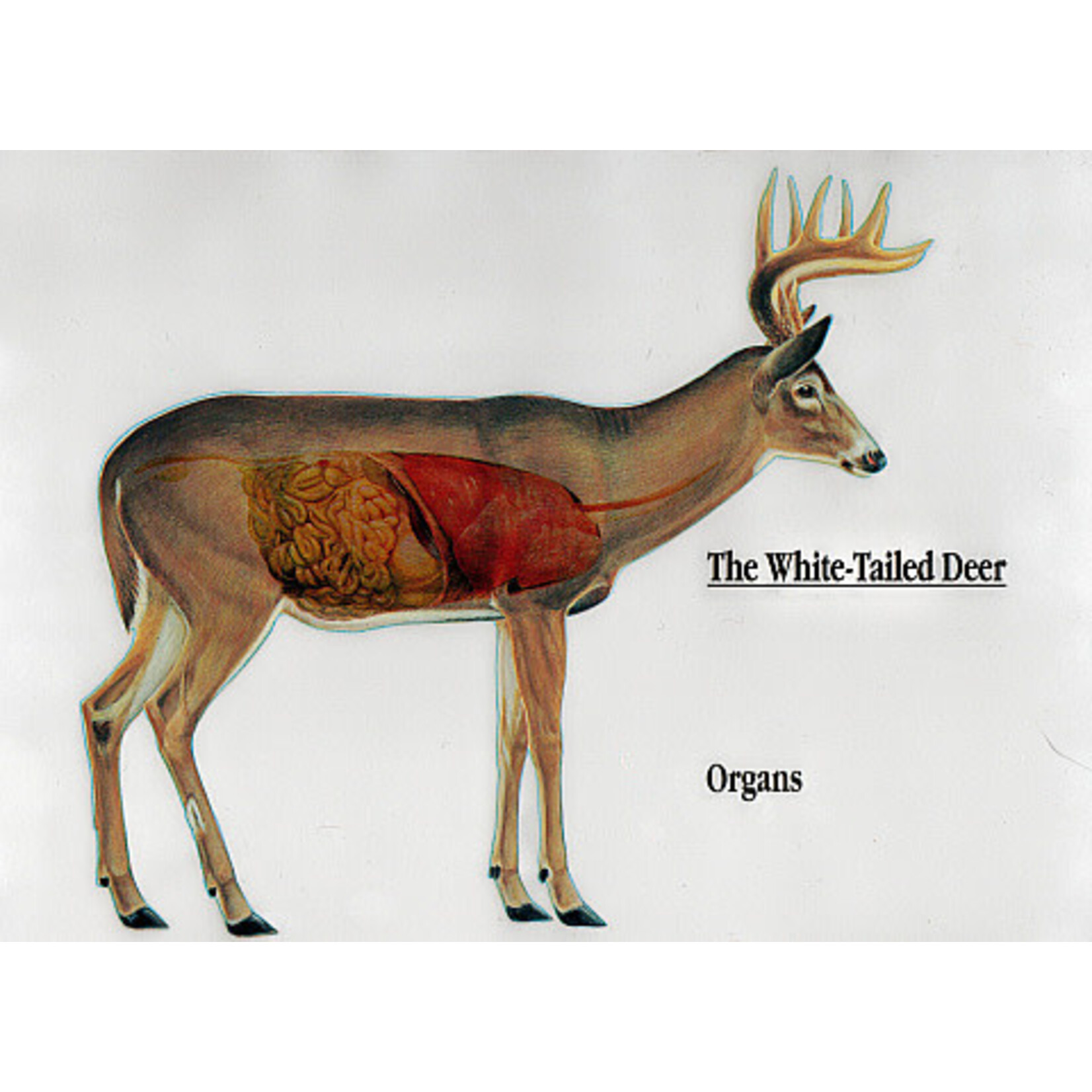 Learn to Deer Hunt 101