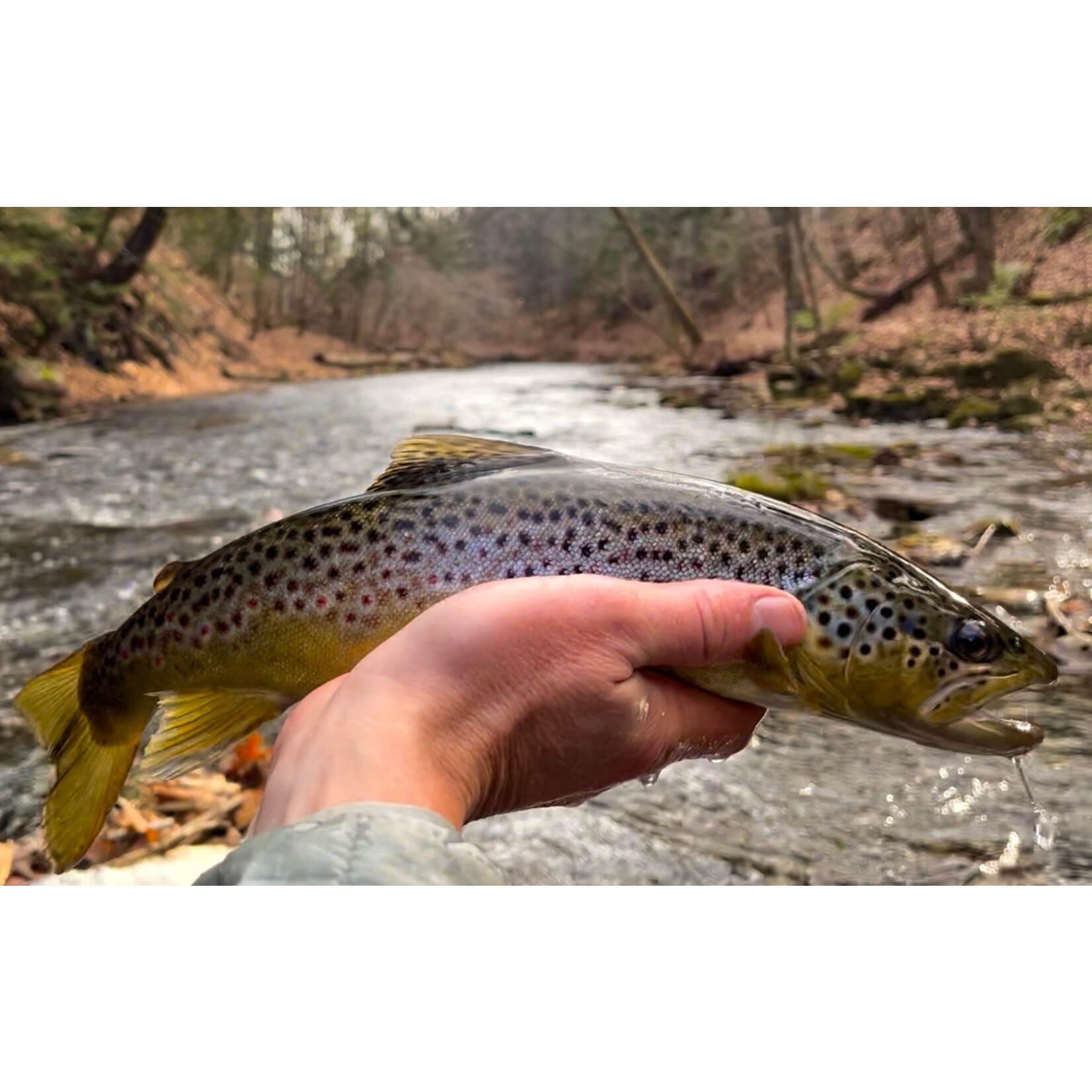 Trip Deposit 1/2 or Full Day Wade Fly Fishing