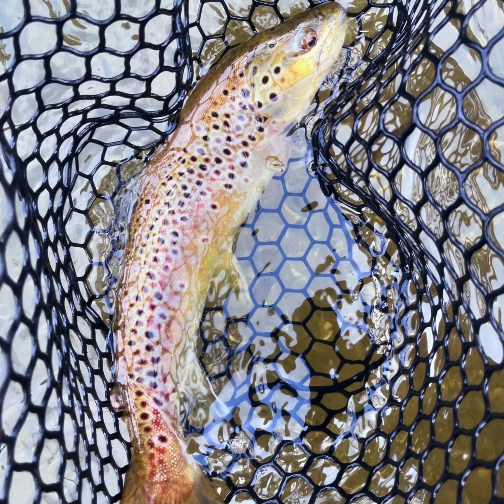 Trip Deposit 1/2 or Full Day Wade Fly Fishing