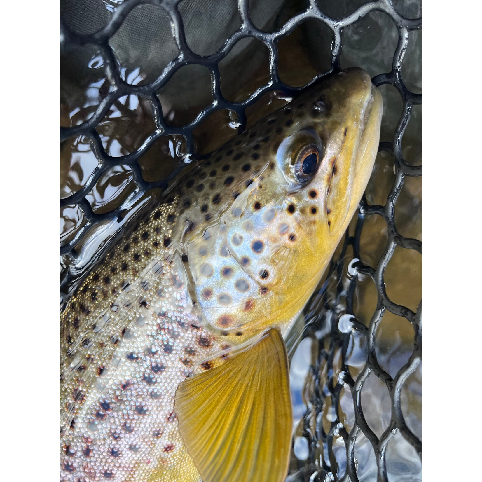 Trip Deposit 1/2 or Full Day Wade Fly Fishing