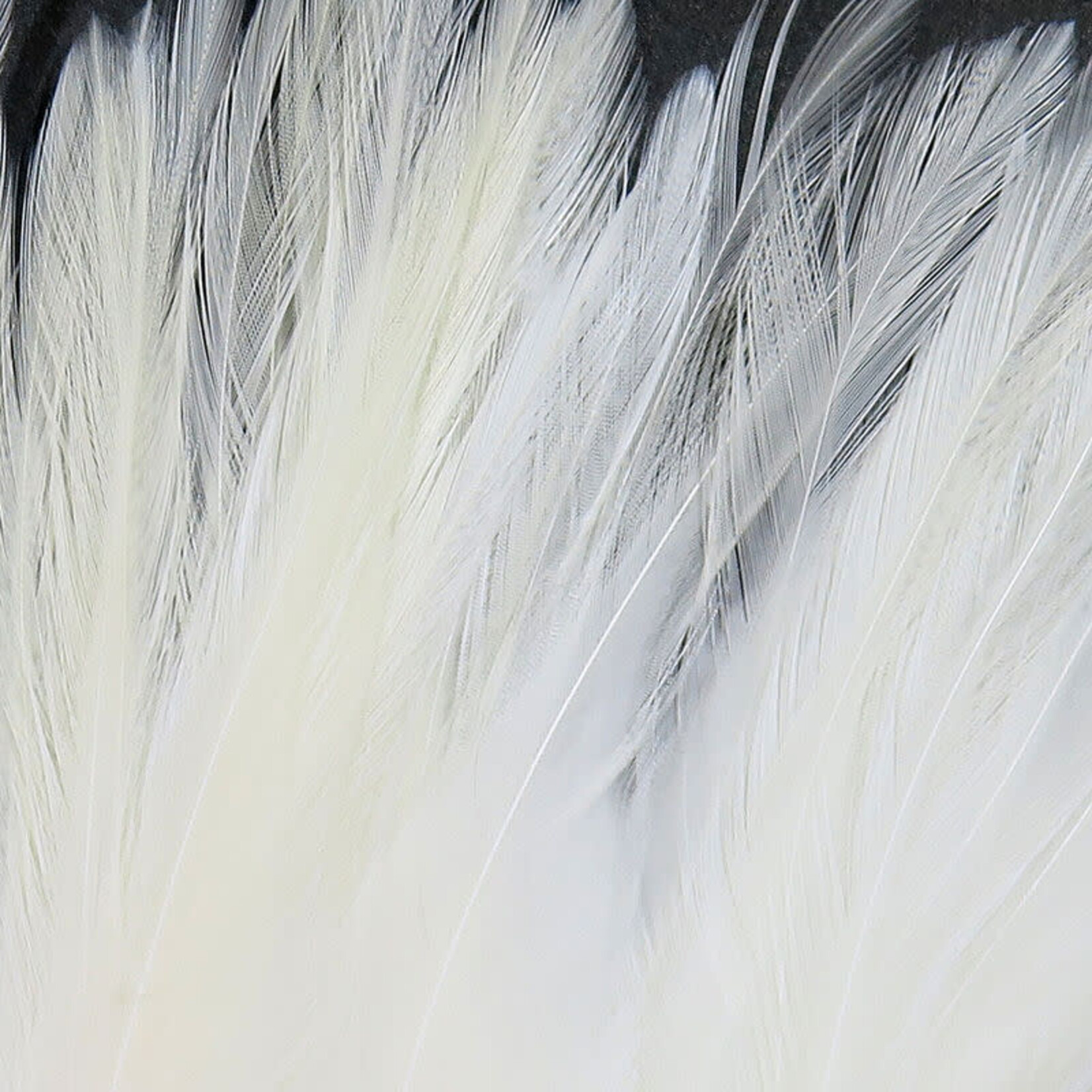 UV2 Strung Saddle White #027