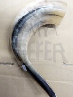 BADATZ SIZE 4 SHOFAR