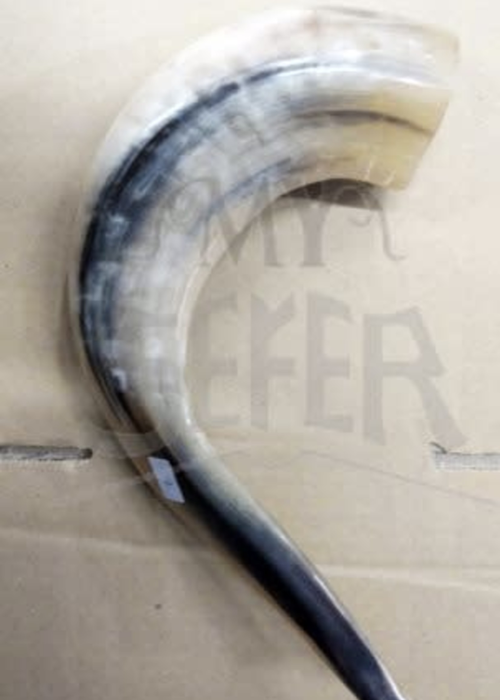 BADATZ SIZE 4 SHOFAR