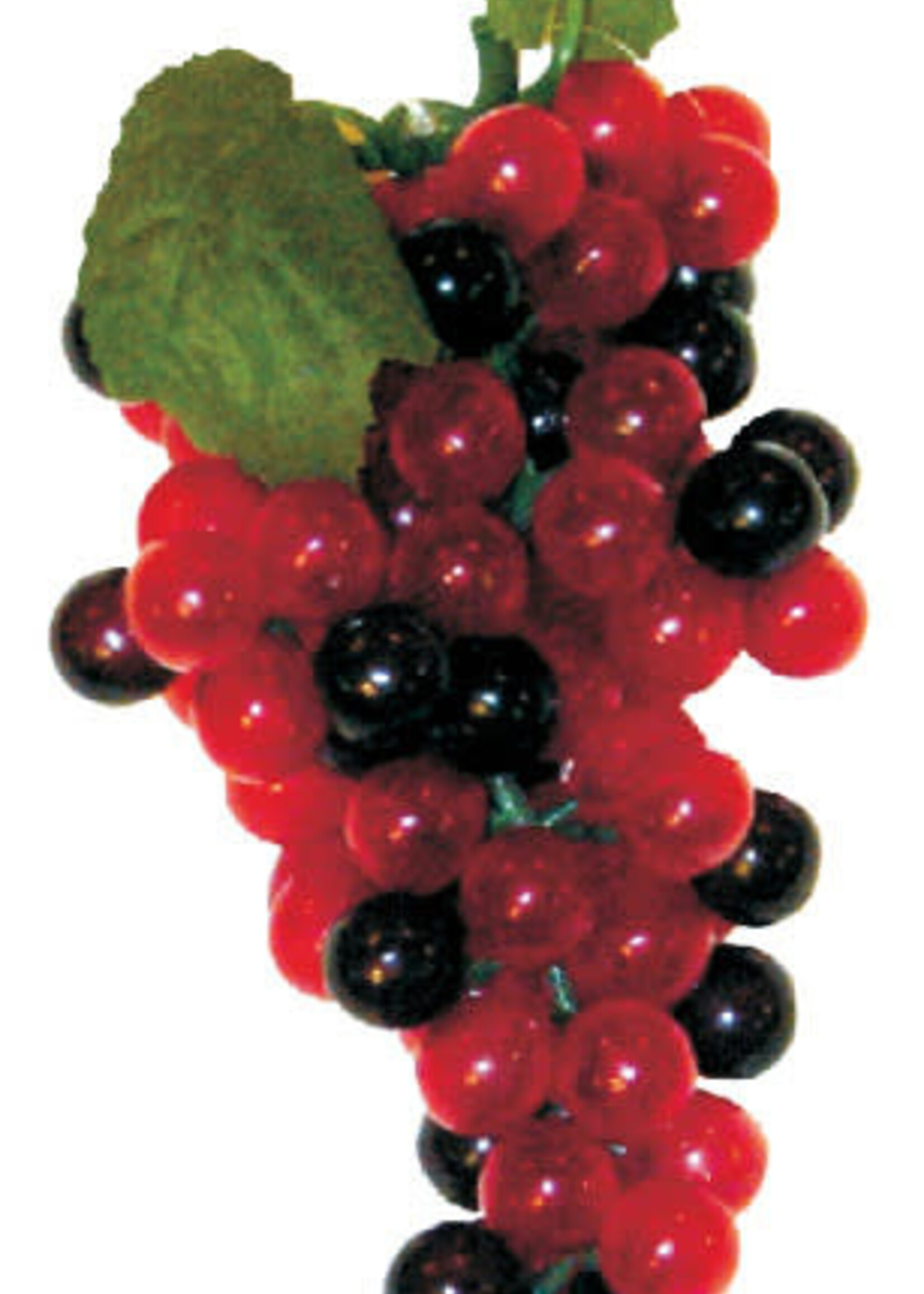10 IN. 88 LARGE GRAPES CLUSTER