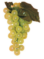 7 IN. 56 MEDIUM GRAPES CLUSTER