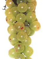 10 IN. JUMBO GRAPES CLUSTER