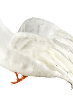 12" White Dove