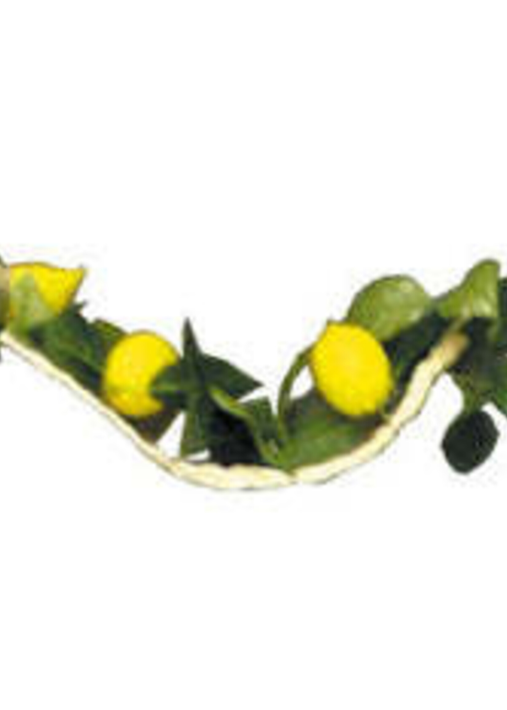 9 FT. ETROG GARLAND ON ROPE 13 ETROGIM