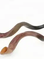 Yemenite Shofar SH5 Jumbo