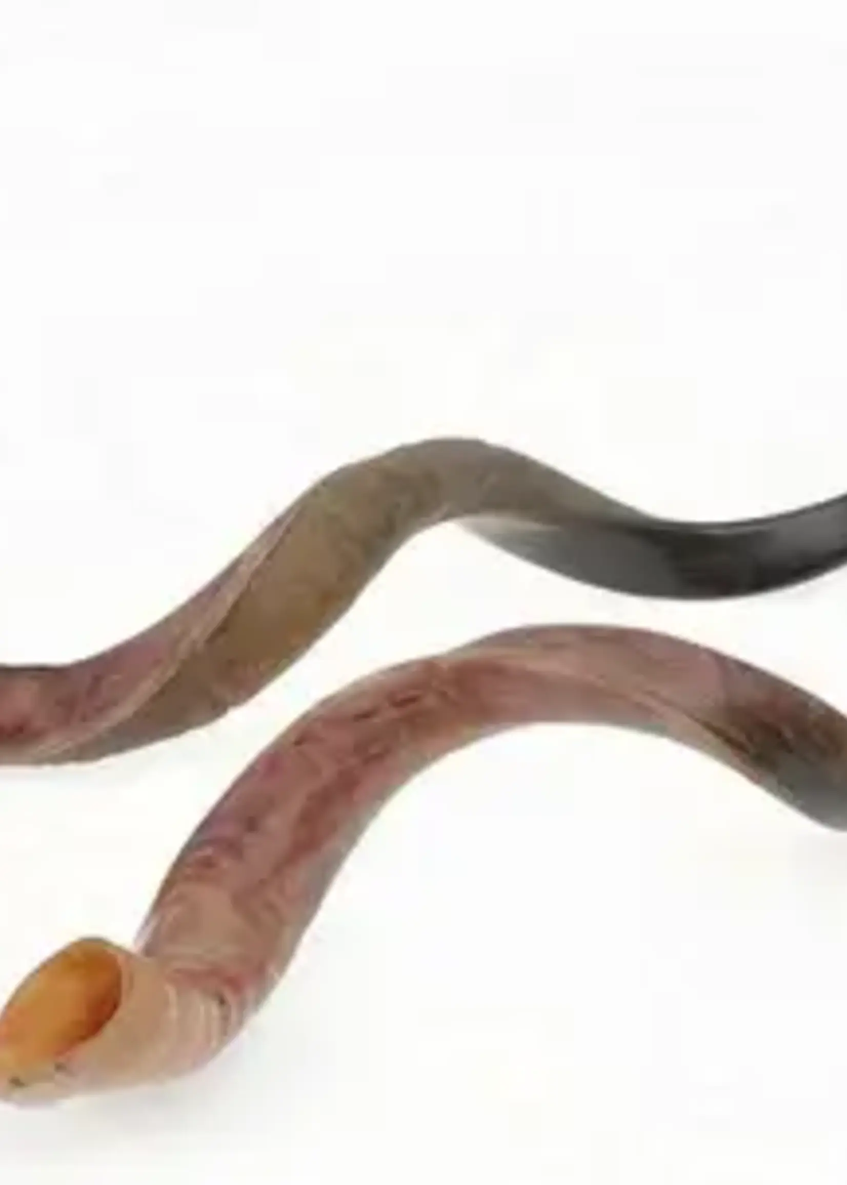 Yemenite Shofar SH5 Jumbo