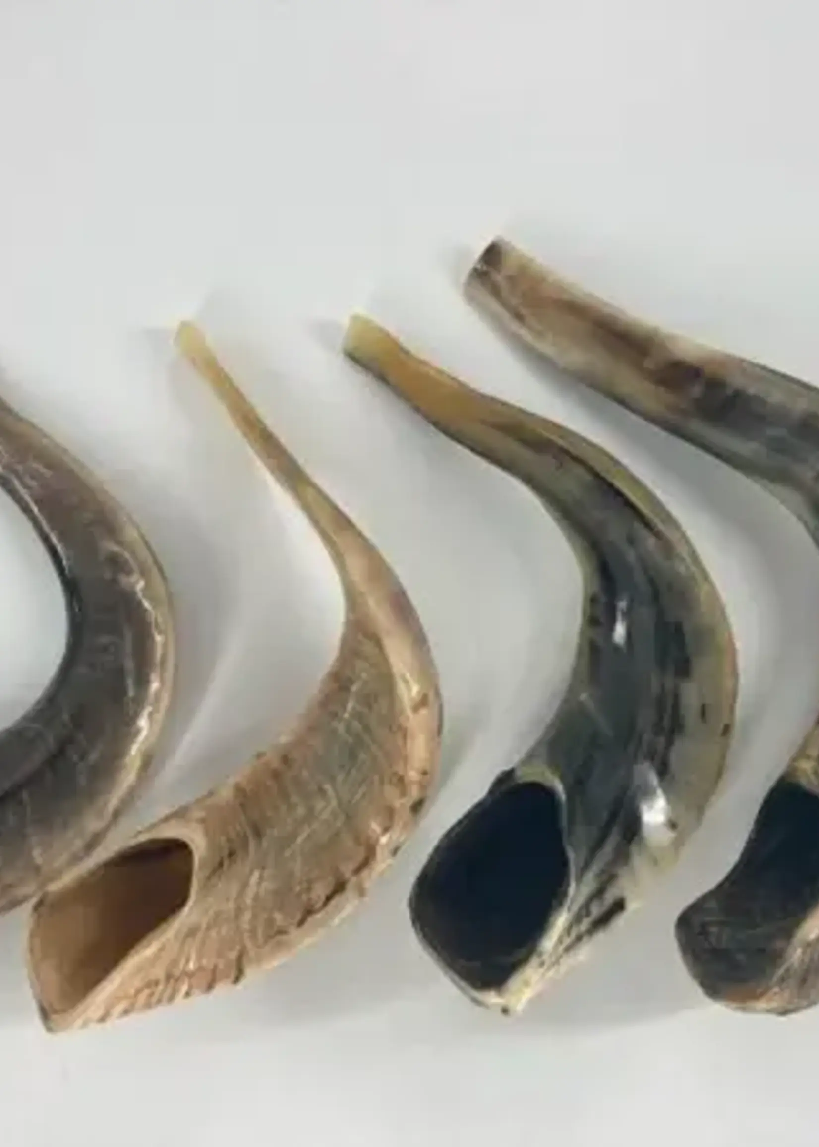 Badatz Shofar (Ram Horn) #3