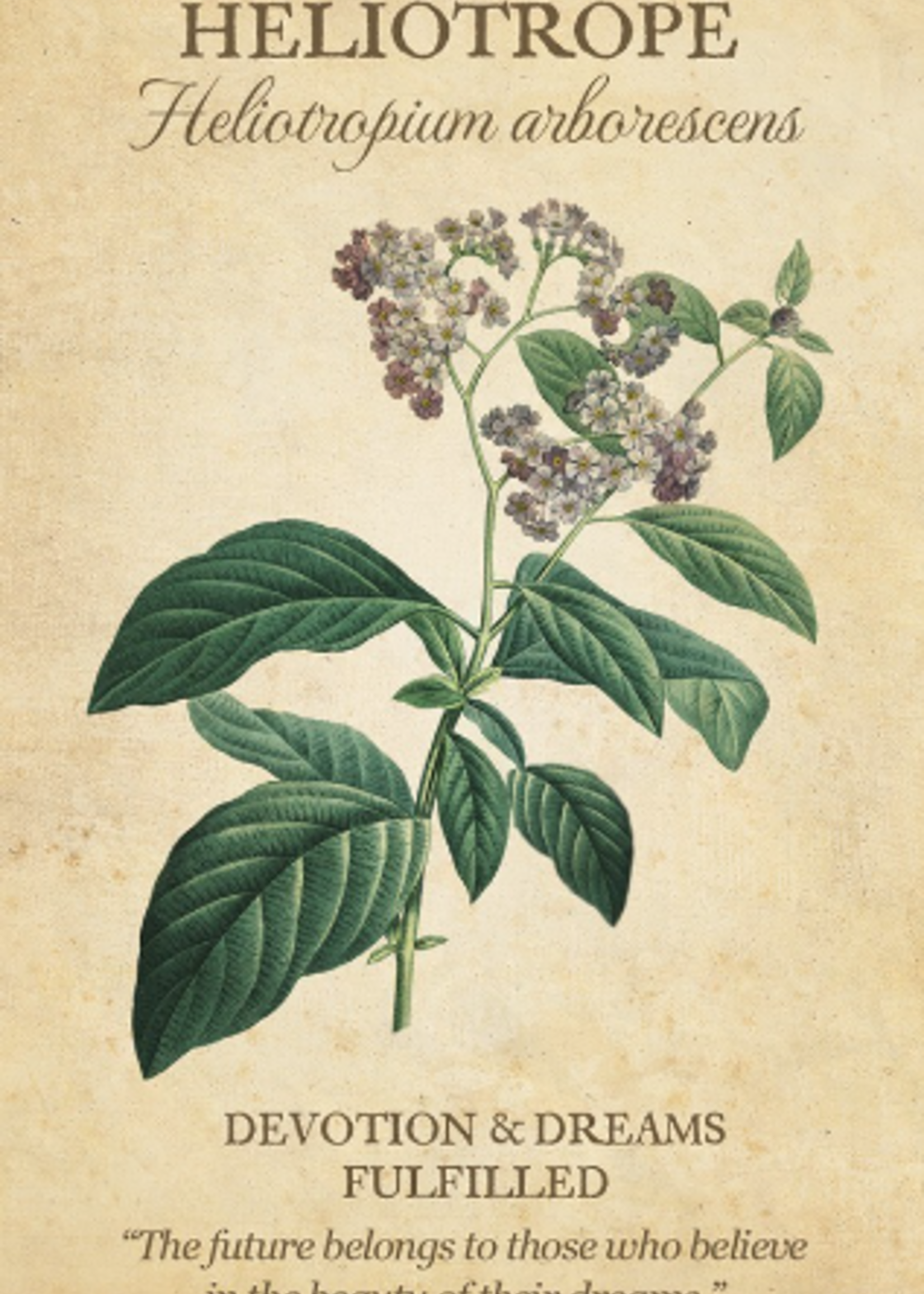 Botanical Inspiration Deck, 44 Card Deck, Guide Book, & Fold-out Guide