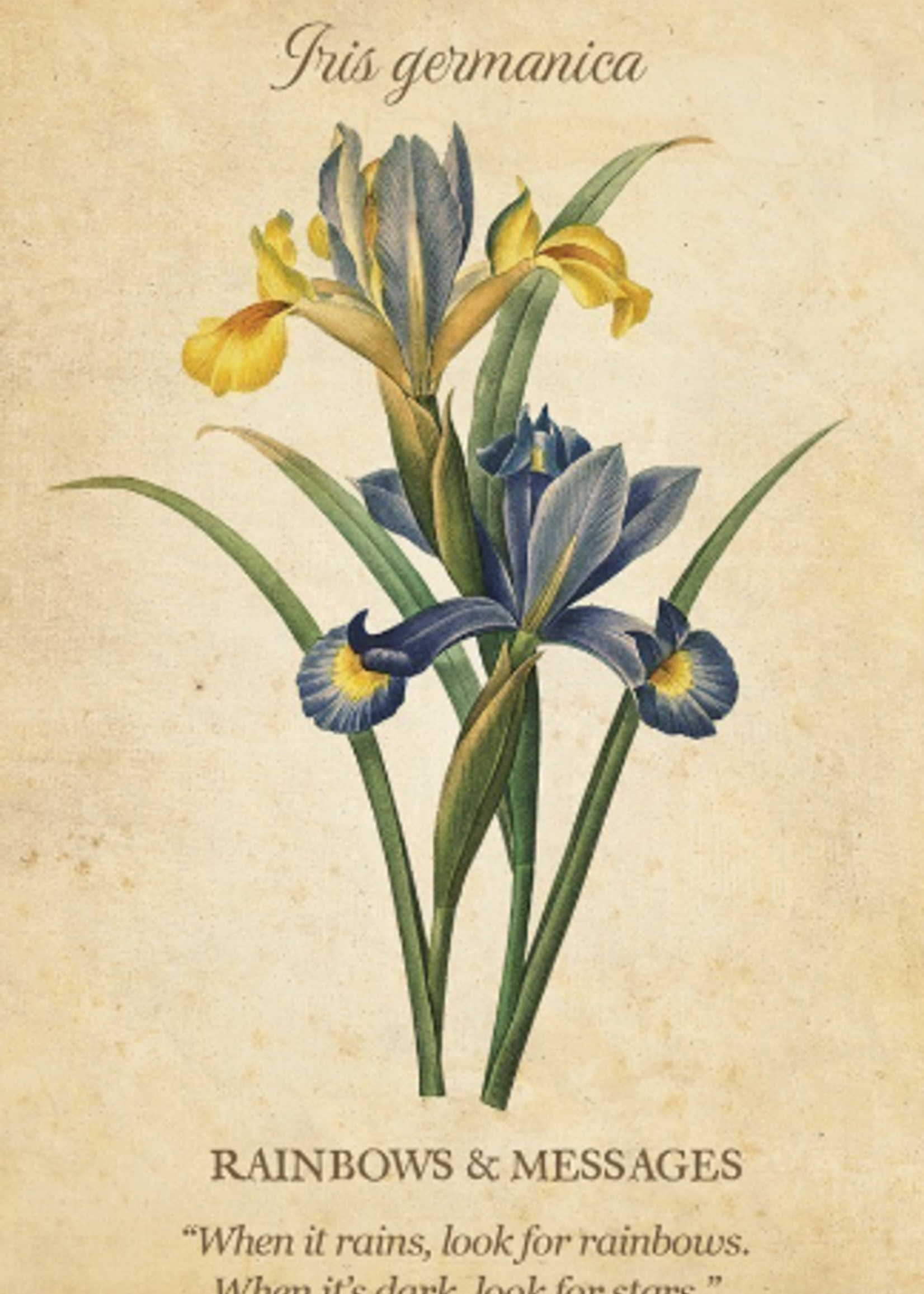 Botanical Inspiration Deck