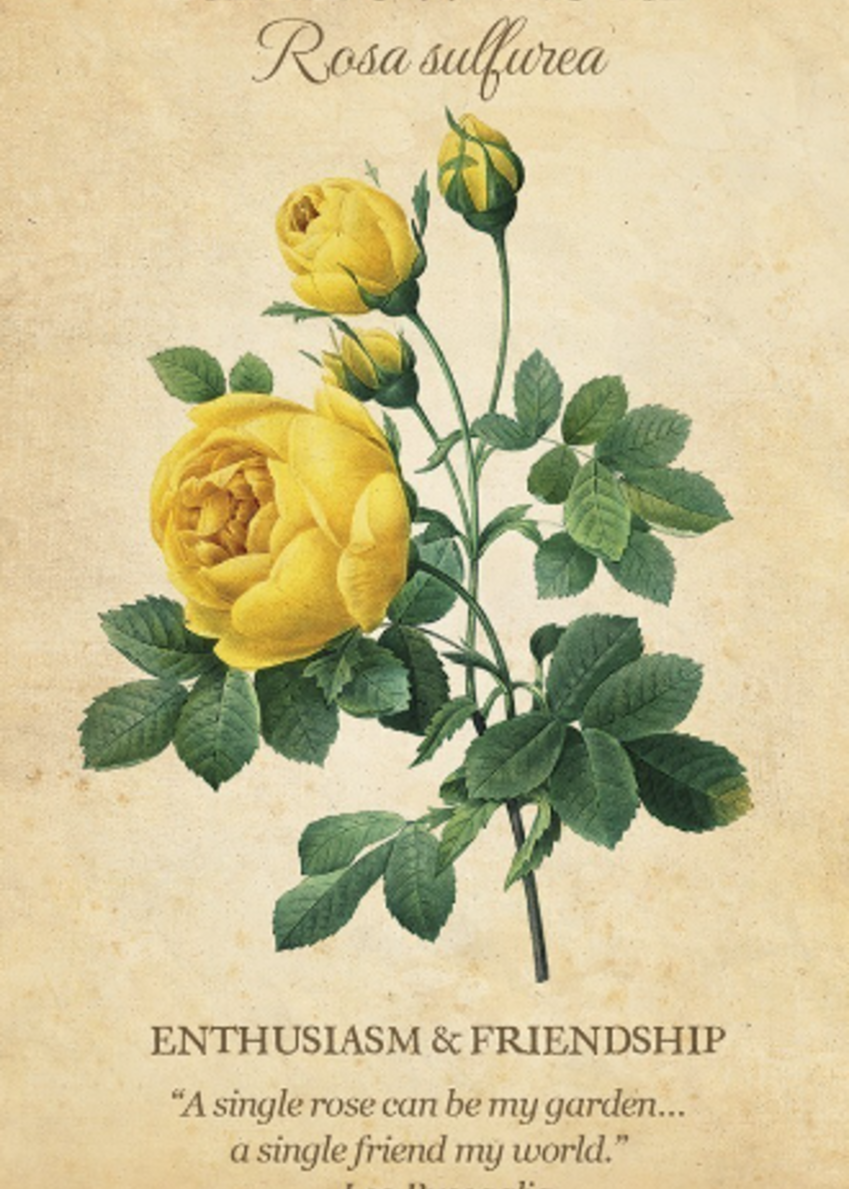 Botanical Inspiration Deck, 44 Card Deck, Guide Book, & Fold-out Guide